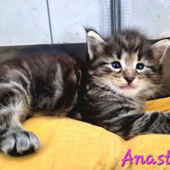 chaton Norvégien brown blotched tabby Anastacia 💗 Chatterie de Ci'Varone chaton Norvégien brown blotched tabby Anastacia 💗 Chatterie de Ci'Varone