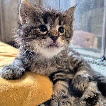 chaton Norvégien brown blotched tabby Anastacia 💗 Chatterie de Ci'Varone chaton Norvégien brown blotched tabby Anastacia 💗 Chatterie de Ci'Varone