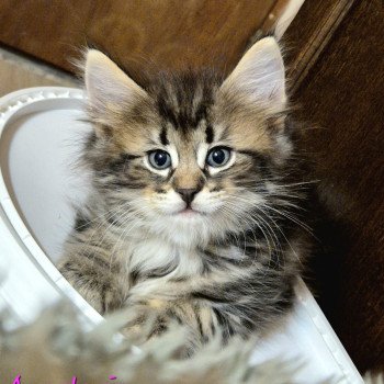 chaton Norvégien brown blotched tabby Anastacia 💗 Chatterie de Ci'Varone chaton Norvégien brown blotched tabby Anastacia 💗 Chatterie de Ci'Varone
