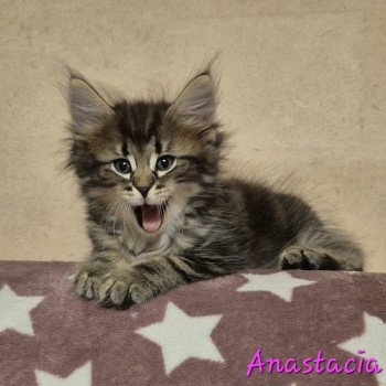 chaton Norvégien brown blotched tabby Anastacia 💗 Chatterie de Ci'Varone chaton Norvégien brown blotched tabby Anastacia 💗 Chatterie de Ci'Varone