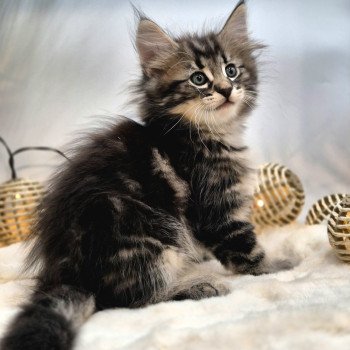 chaton Norvégien brown blotched tabby Anastacia 💗 Chatterie de Ci'Varone