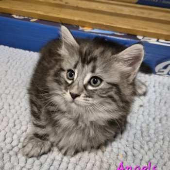 chaton Norvégien black silver blotched tabby Angels ❤️ Chatterie de Ci'Varone chaton Norvégien black silver blotched tabby Angels ❤️ Chatterie de Ci'Varone