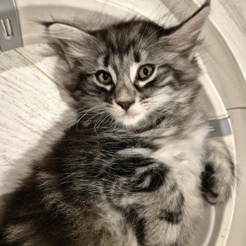 chaton Norvégien black silver blotched tabby Angels ❤️ Chatterie de Ci'Varone chaton Norvégien black silver blotched tabby Angels ❤️ Chatterie de Ci'Varone