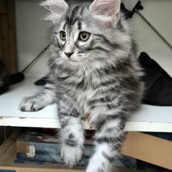 chaton Norvégien black silver blotched tabby Angels ❤️ Chatterie de Ci'Varone chaton Norvégien black silver blotched tabby Angels ❤️ Chatterie de Ci'Varone