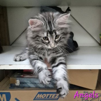 chaton Norvégien black silver blotched tabby Angels ❤️ Chatterie de Ci'Varone chaton Norvégien black silver blotched tabby Angels ❤️ Chatterie de Ci'Varone