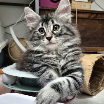 chaton Norvégien black silver blotched tabby Angels ❤️ Chatterie de Ci'Varone chaton Norvégien black silver blotched tabby Angels ❤️ Chatterie de Ci'Varone