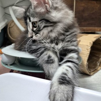 chaton Norvégien black silver blotched tabby Angels ❤️ Chatterie de Ci'Varone chaton Norvégien black silver blotched tabby Angels ❤️ Chatterie de Ci'Varone