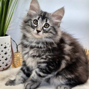 chaton Norvégien black silver blotched tabby Angels ❤️ Chatterie de Ci'Varone chaton Norvégien black silver blotched tabby Angels ❤️ Chatterie de Ci'Varone