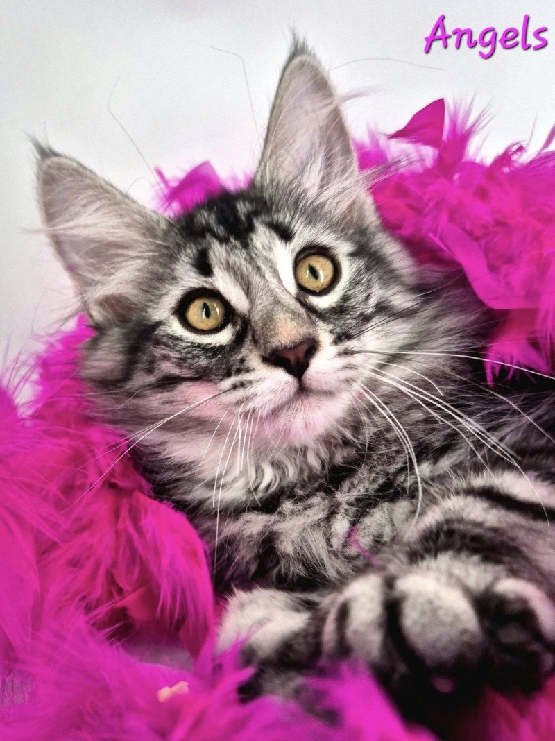 Angels ❤️ De Ci'Varone Femelle Norvégien Angels ❤️ De Ci'Varone Femelle Norvégien