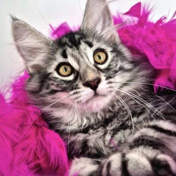 chaton Norvégien black silver blotched tabby Angels ❤️ Chatterie de Ci'Varone chaton Norvégien black silver blotched tabby Angels ❤️ Chatterie de Ci'Varone