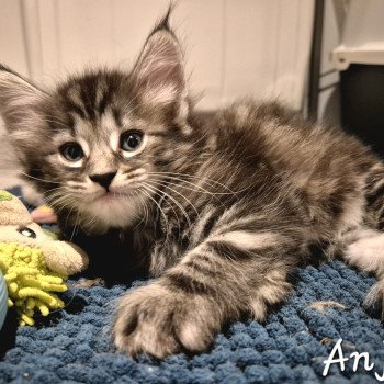 chaton NorvĂ©gien brown blotched tabby Anjađ€ Chatterie de Ci'Varone chaton NorvĂ©gien brown blotched tabby Anjađ€ Chatterie de Ci'Varone