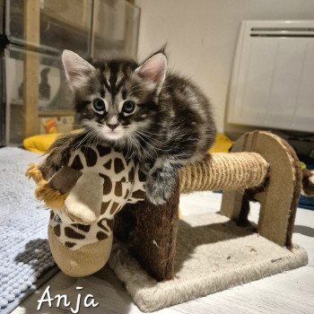 chaton NorvĂ©gien brown blotched tabby Anjađ€ Chatterie de Ci'Varone chaton NorvĂ©gien brown blotched tabby Anjađ€ Chatterie de Ci'Varone