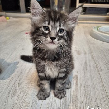 chaton NorvĂ©gien brown blotched tabby Anjađ€ Chatterie de Ci'Varone chaton NorvĂ©gien brown blotched tabby Anjađ€ Chatterie de Ci'Varone