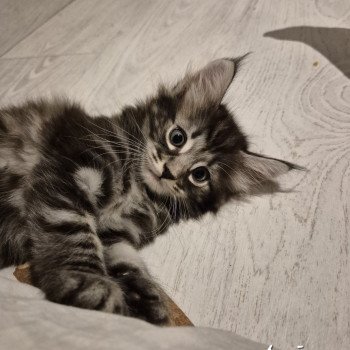 chaton NorvĂ©gien brown blotched tabby Anjađ€ Chatterie de Ci'Varone chaton NorvĂ©gien brown blotched tabby Anjađ€ Chatterie de Ci'Varone