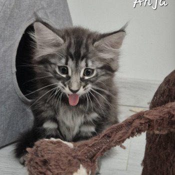 chaton NorvĂ©gien brown blotched tabby Anjađ€ Chatterie de Ci'Varone chaton NorvĂ©gien brown blotched tabby Anjađ€ Chatterie de Ci'Varone