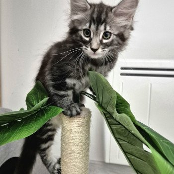 chaton NorvĂ©gien brown blotched tabby Anjađ€ Chatterie de Ci'Varone chaton NorvĂ©gien brown blotched tabby Anjađ€ Chatterie de Ci'Varone