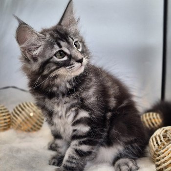 chaton Norvégien brown blotched tabby Anja🤍 Chatterie de Ci'Varone chaton Norvégien brown blotched tabby Anja🤍 Chatterie de Ci'Varone