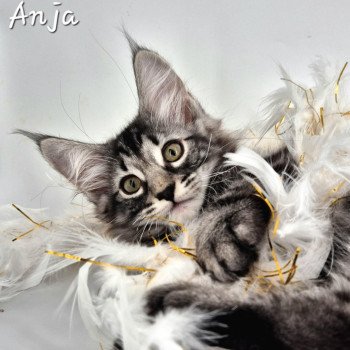 chaton NorvĂ©gien brown blotched tabby Anjađ€ Chatterie de Ci'Varone chaton NorvĂ©gien brown blotched tabby Anjađ€ Chatterie de Ci'Varone