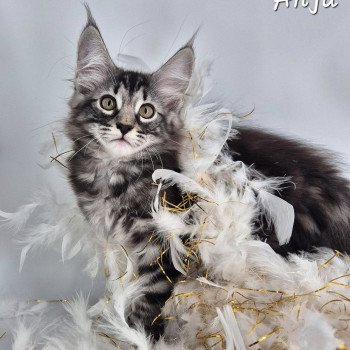 chaton NorvĂ©gien brown blotched tabby Anjađ€ Chatterie de Ci'Varone chaton NorvĂ©gien brown blotched tabby Anjađ€ Chatterie de Ci'Varone