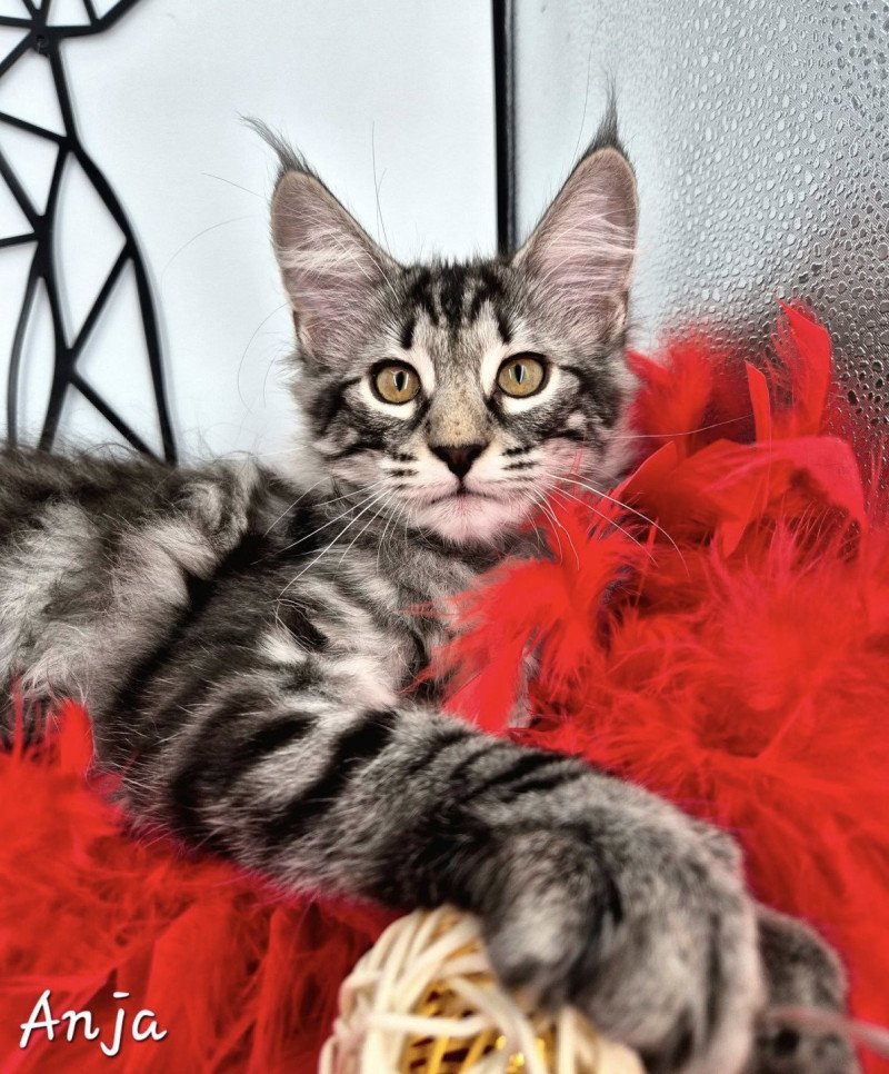 Anjađ€ De Ci'Varone Femelle NorvĂ©gien Anjađ€ De Ci'Varone Femelle NorvĂ©gien