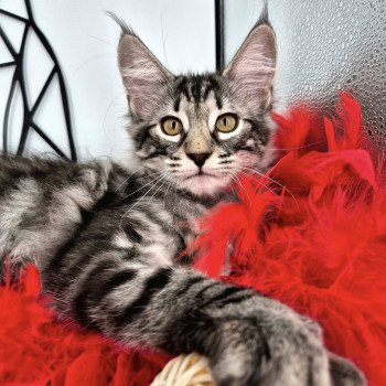 chaton NorvĂ©gien brown blotched tabby Anjađ€ Chatterie de Ci'Varone chaton NorvĂ©gien brown blotched tabby Anjađ€ Chatterie de Ci'Varone