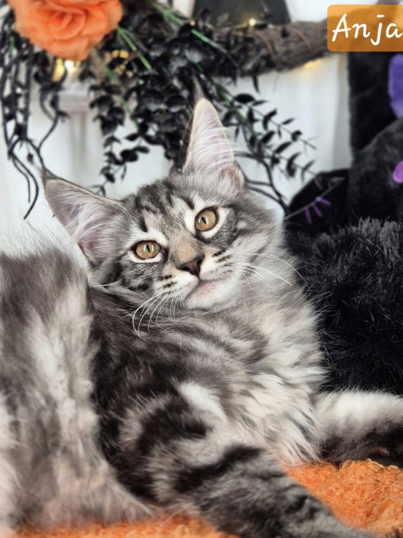 Anja🤍 De Ci'Varone Femelle Norvégien