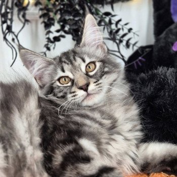 chaton Norvégien black silver blotched tabby Anja🤍 Chatterie de Ci'Varone