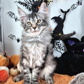 chaton Norvégien black silver blotched tabby Anja🤍 Chatterie de Ci'Varone