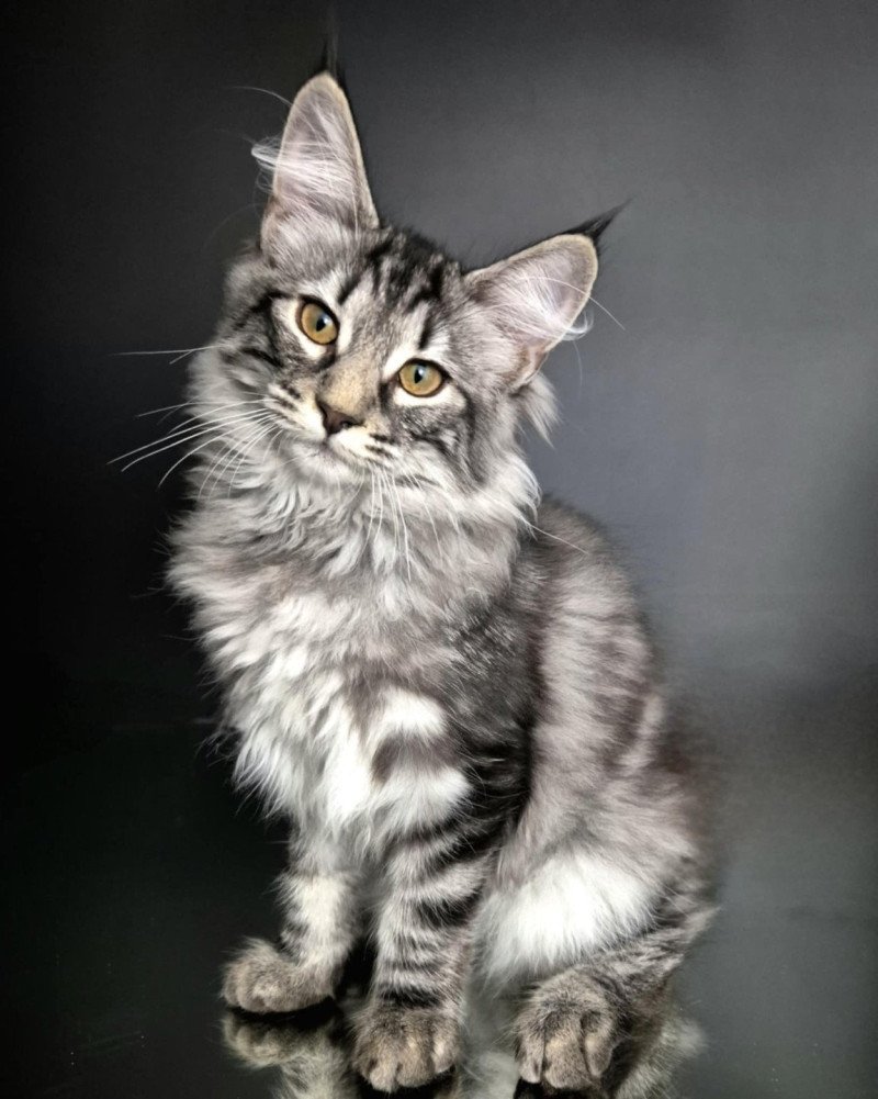 Anja🤍 De Ci'Varone Femelle Norvégien