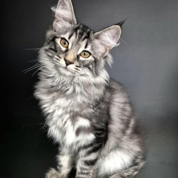 chaton Norvégien black silver blotched tabby Anja🤍 Chatterie de Ci'Varone