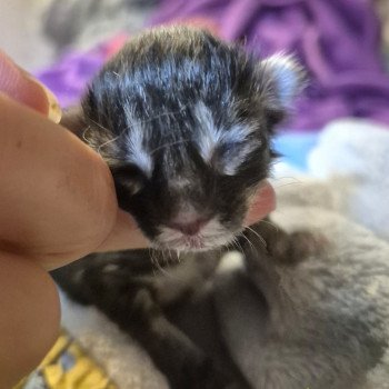 chaton Norvégien brown blotched tabby Aren💛 Chatterie de Ci'Varone