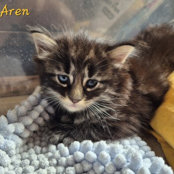chaton Norvégien brown blotched tabby Aren💛 Chatterie de Ci'Varone