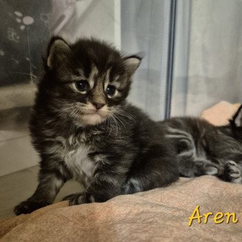 chaton Norvégien brown blotched tabby Aren💛 Chatterie de Ci'Varone