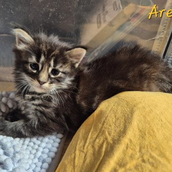 chaton Norvégien brown blotched tabby Aren💛 Chatterie de Ci'Varone