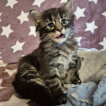 chaton Norvégien brown blotched tabby Aren💛 Chatterie de Ci'Varone