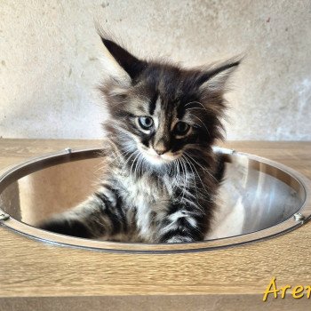 chaton Norvégien brown blotched tabby Aren💛 Chatterie de Ci'Varone