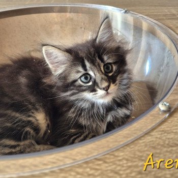 chaton Norvégien brown blotched tabby Aren💛 Chatterie de Ci'Varone