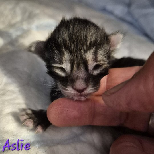 Aslie 💜 De Ci'Varone Femelle Norvégien