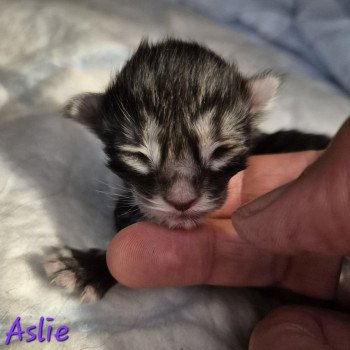 chaton Norvégien black silver blotched tabby Aslie 💜 Chatterie de Ci'Varone chaton Norvégien black silver blotched tabby Aslie 💜 Chatterie de Ci'Varone