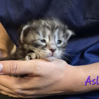 chaton Norvégien black silver blotched tabby Aslie 💜 Chatterie de Ci'Varone chaton Norvégien black silver blotched tabby Aslie 💜 Chatterie de Ci'Varone