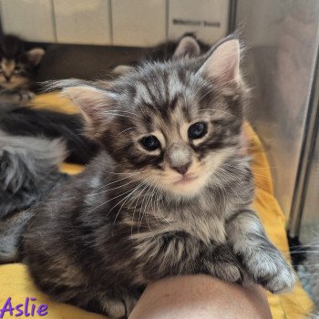 chaton Norvégien black silver blotched tabby Aslie 💜 Chatterie de Ci'Varone chaton Norvégien black silver blotched tabby Aslie 💜 Chatterie de Ci'Varone