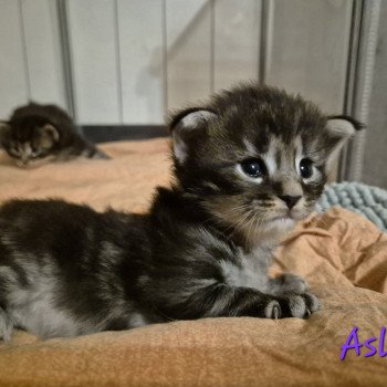 chaton Norvégien black silver blotched tabby Aslie 💜 Chatterie de Ci'Varone chaton Norvégien black silver blotched tabby Aslie 💜 Chatterie de Ci'Varone