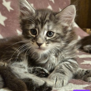 chaton Norvégien black silver blotched tabby Aslie 💜 Chatterie de Ci'Varone chaton Norvégien black silver blotched tabby Aslie 💜 Chatterie de Ci'Varone