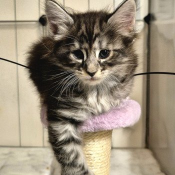 chaton Norvégien black silver blotched tabby Aslie 💜 Chatterie de Ci'Varone chaton Norvégien black silver blotched tabby Aslie 💜 Chatterie de Ci'Varone
