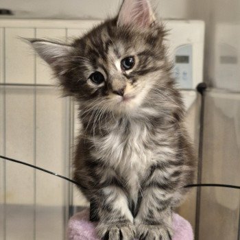 chaton Norvégien black silver blotched tabby Aslie 💜 Chatterie de Ci'Varone chaton Norvégien black silver blotched tabby Aslie 💜 Chatterie de Ci'Varone