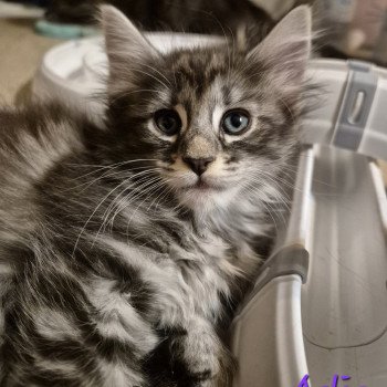chaton Norvégien black silver blotched tabby Aslie 💜 Chatterie de Ci'Varone chaton Norvégien black silver blotched tabby Aslie 💜 Chatterie de Ci'Varone