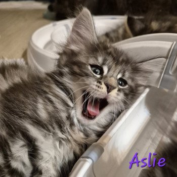 chaton Norvégien black silver blotched tabby Aslie 💜 Chatterie de Ci'Varone chaton Norvégien black silver blotched tabby Aslie 💜 Chatterie de Ci'Varone