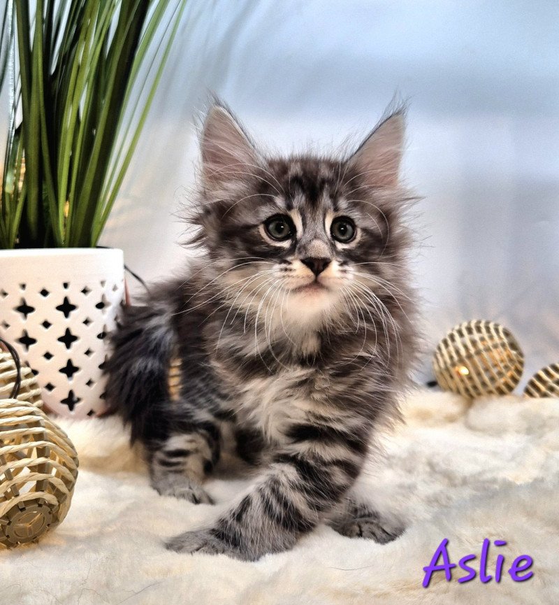 Aslie 💜 De Ci'Varone Femelle Norvégien