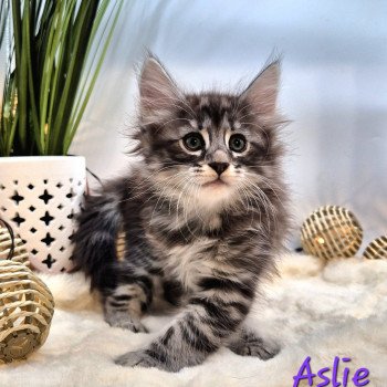 chaton Norvégien black silver blotched tabby Aslie 💜 Chatterie de Ci'Varone chaton Norvégien black silver blotched tabby Aslie 💜 Chatterie de Ci'Varone