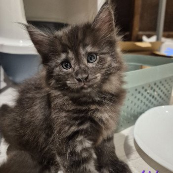 chaton Norvégien black smoke Atéa💜 Chatterie de Ci'Varone chaton Norvégien black smoke Atéa💜 Chatterie de Ci'Varone